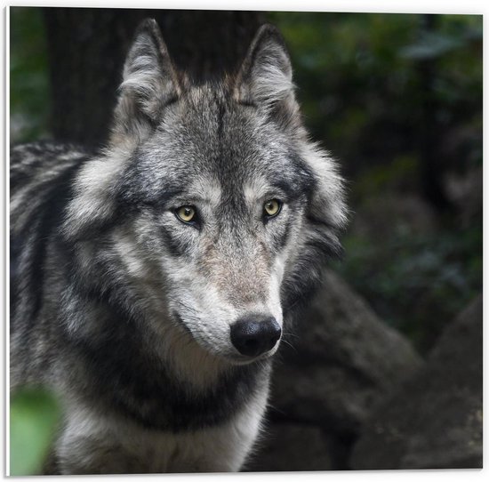 Forex - Wolf in de Bossen - 50x50cm Foto op Forex