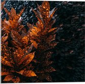 Acrylglas - Planten met Bruin Blad - 50x50cm Foto op Acrylglas (Met Ophangsysteem)