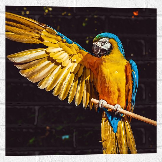 WallClassics - Muursticker - Ara Papegaai met Geel Gouden Vleugels - 50x50 cm Foto op Muursticker