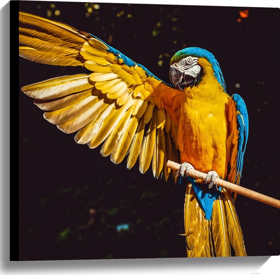 WallClassics - Canvas  - Ara Papegaai met Geel Gouden Vleugels - 60x60 cm Foto op Canvas Schilderij (Wanddecoratie op Canvas)