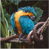 WallClassics - Poster Glanzend – Gekke Papegaai op een Tak - 80x80 cm Foto op Posterpapier met Glanzende Afwerking