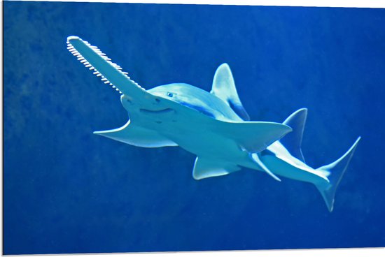WallClassics - Dibond - Zwaardvis in het Water - 90x60 cm Foto op Aluminium (Met Ophangsysteem)