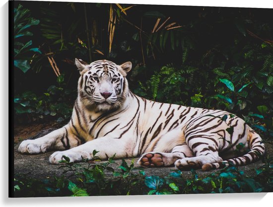 WallClassics - Toile - Tigre Witte dans la Jungle - 100x75 cm Tableau sur Toile (Décoration murale sur Toile)