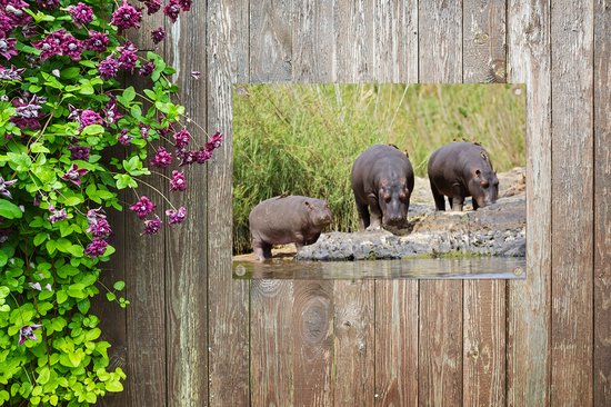 Posters de jardin extérieur Hippopotames - Water - Afrique du Sud - 90x60 cm - Toile jardin - Affiche extérieure