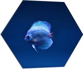 WallClassics - Dibond Hexagon - Mooie Blauwe Vis in het Water - 60x52.2 cm Foto op Hexagon (Met Ophangsysteem)