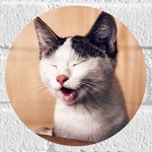 WallClassics - Muursticker Cirkel - Gapende Witte Kat - 20x20 cm Foto op Muursticker
