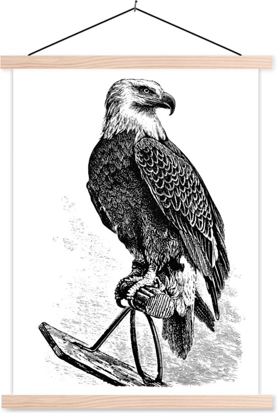 Illustration d un aigle chauve am ricain en affiche scolaire noir