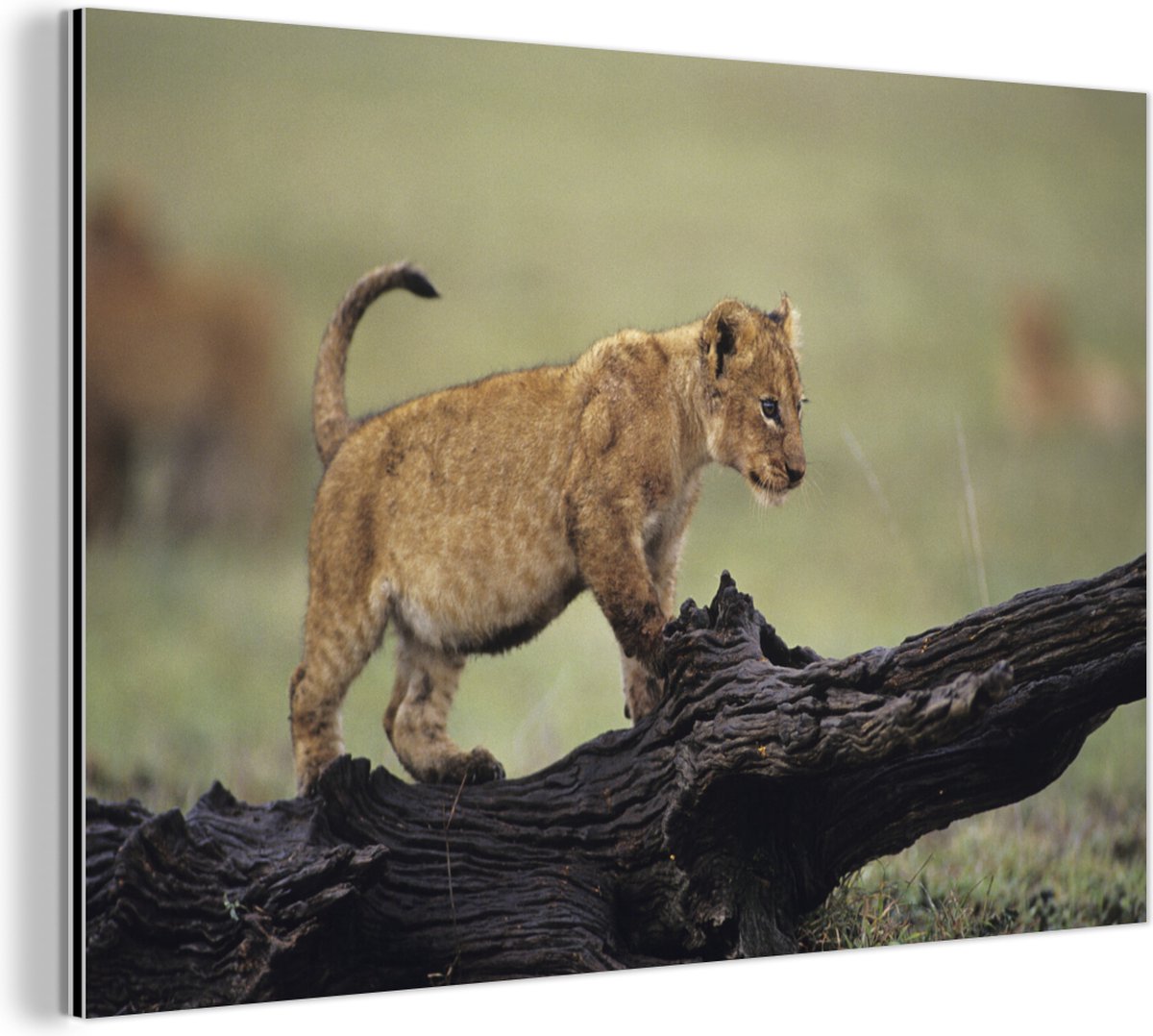 Wanddecoratie Metaal - Aluminium Schilderij Industrieel - Leeuw - Boomstam - Welp - 60x40