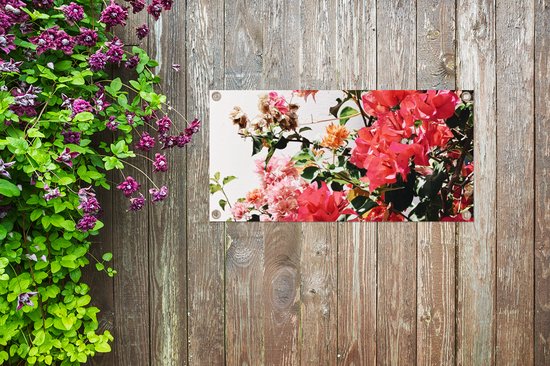 Tuinposter 60x30 cm - Tuindecoratie Bloemen - Struik - Zomer - Roze - Poster voor in de tuin - Buiten decoratie - Schutting tuinschilderij - Tuindoek muurdecoratie - Wanddecoratie balkondoek