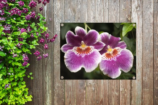 Décoration de Jardin Orchidée sauvage - 40x30 cm - Toile de jardin