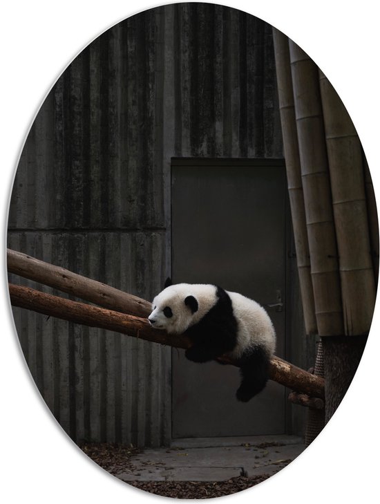 WallClassics - PVC Schuimplaat Ovaal - Panda Slapend op een Boomstam ...