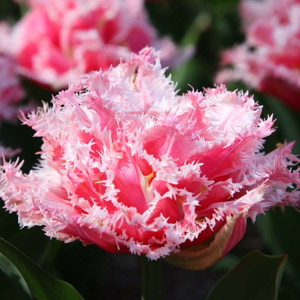Tulp Queensland | 10 stuks | Dubbel laat | Gefranjerd | Roze
