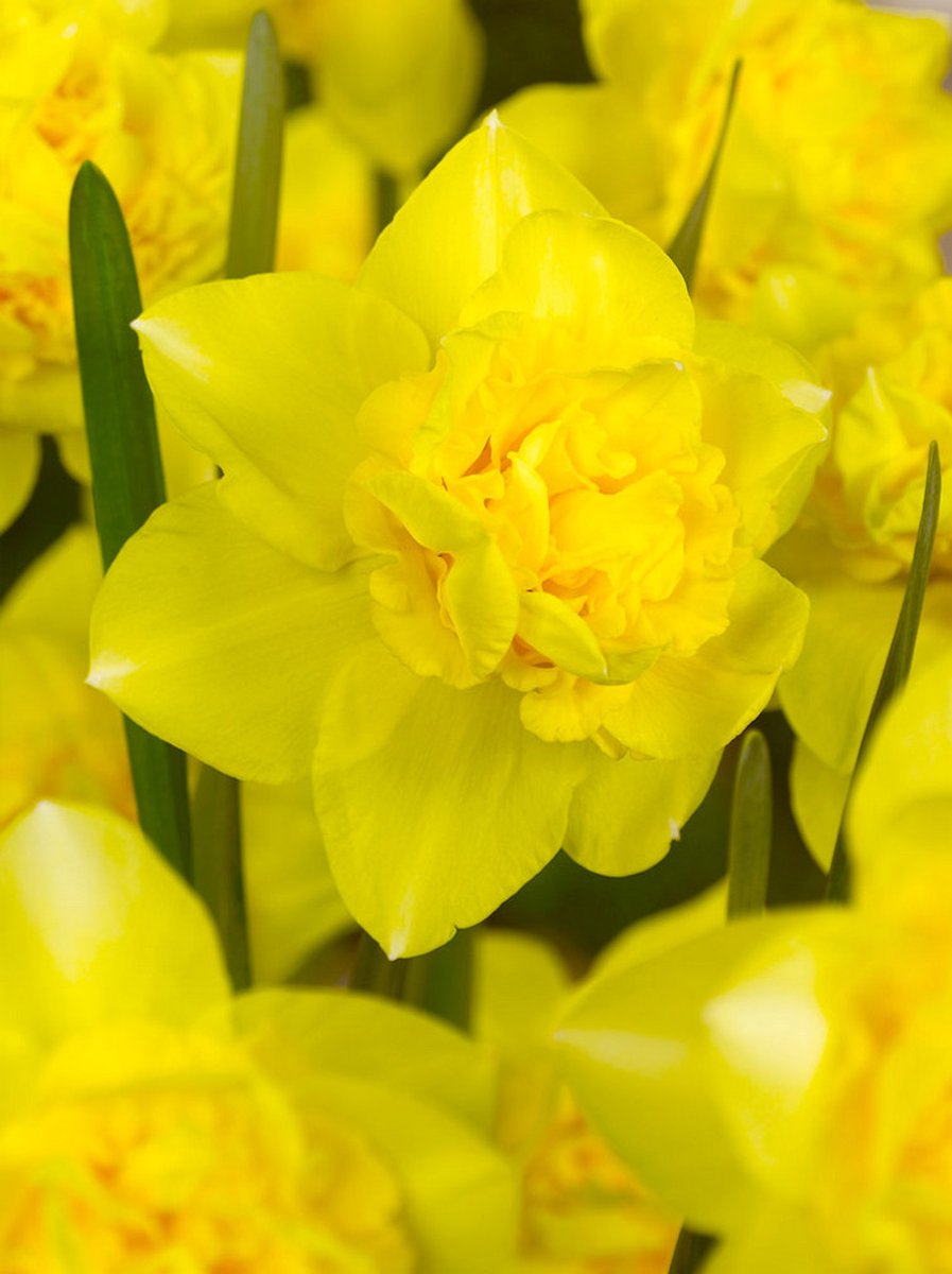 150x Narcissen 'Dick wilden' - BULBi® Bloembollen met bloeigarantie