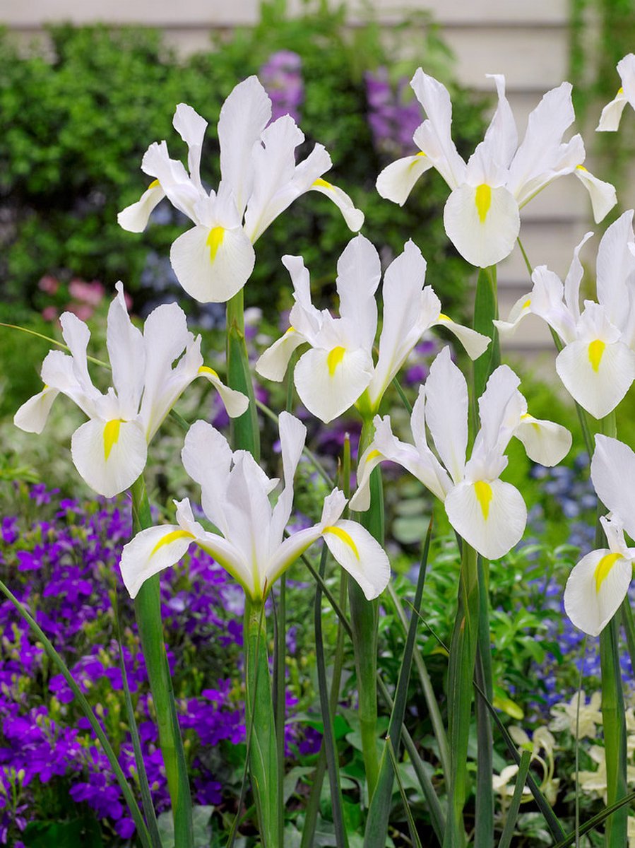 500x Iris 'Iris white van vliet hollandica' - Bulbes à fleurs et plantes  BULBi® avec... | bol.com