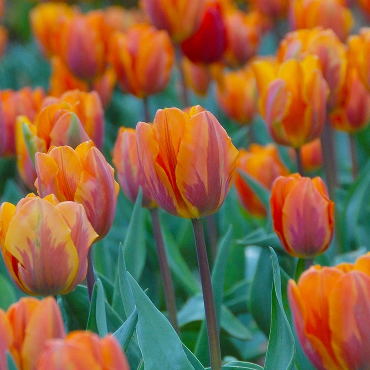 Grootverpakking Tulp Prinses Irene | 50 stuks | Enkel vroeg | Oranje |