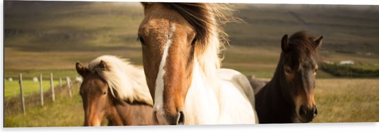 WallClassics - Dibond - Drie Paarden op een Heuvel - 120x40 cm Foto op Aluminium (Met Ophangsysteem)