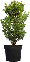 10 stuks | Japanse Hulst 'Dark Green' ® Pot 30-40 cm - Geschikt als hoge en lage haag - Geschikt voor vormsnoei - Kleinbladig - Wintergroen - Compacte groei