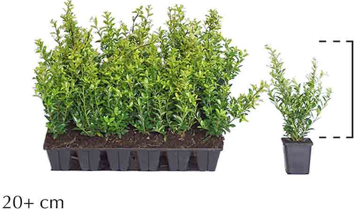 18 stuks | Japanse hulst 'Kanehirae' P9-tray - Kleinbladig - Vruchtdragend - Wintergroen - Bloeiende plant
