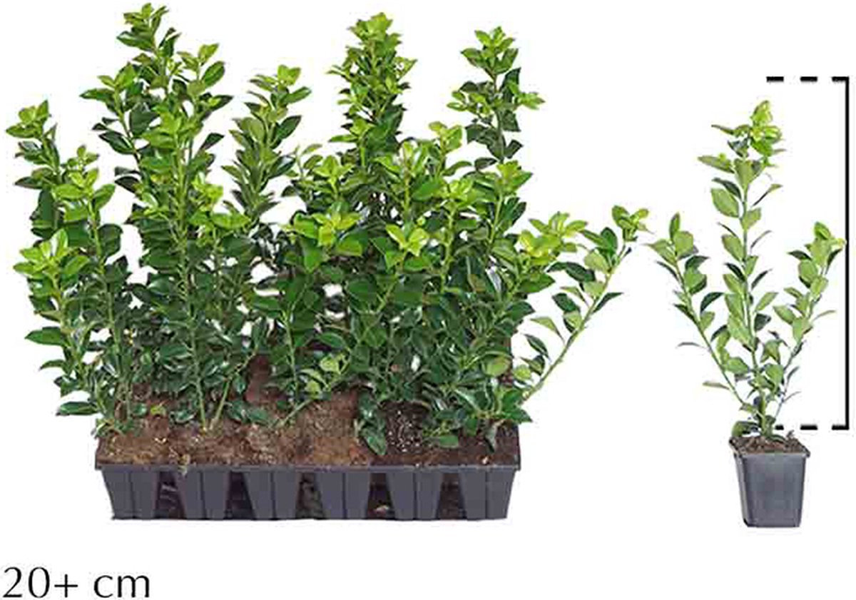 18 stuks | Hulst 'Heckenfee' P9-tray - Zeer winterhard - Formele haag - Inbraakwerend - Vruchtdragend - Wintergroen