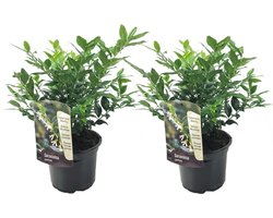 Plant in a Box - Sarcococca Confusa - Set van 2 - Vleesbes - Witte bloemen in de winter - Tuinplant - Pot 17cm - Hoogte 30-40cm