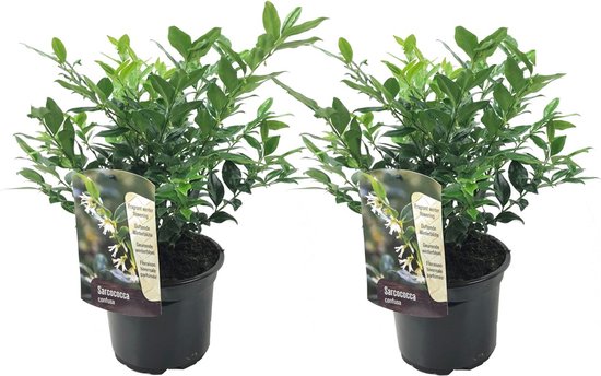 Plant in a Box - Sarcococa Confusa - Set de 2 - Meatberry - Fleurs Witte en hiver - Plante de jardin - Pot 17cm - Hauteur 30-40cm