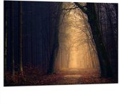 WallClassics - Dibond - Mysterieus licht in Duister Bos - 100x75 cm Foto op Aluminium (Wanddecoratie van metaal)