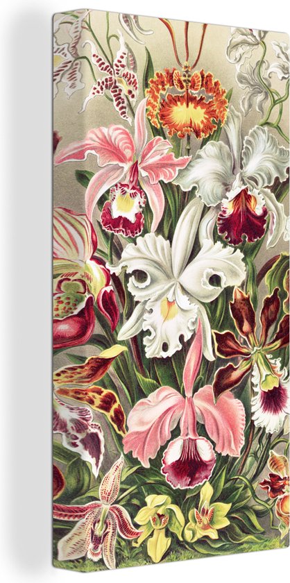 Canvas - Bloemen - Orchidee - Muurdecoratie Kleurrijk - Vintage - Canvas schilderij bloemen - Canvas schilderij - Oude meesters - 20x40 cm