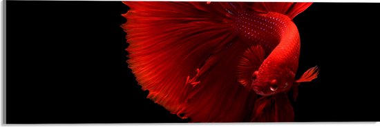 WallClassics - Acrylglas - Fel Rode Maanvis - 60x20 cm Foto op Acrylglas (Met Ophangsysteem)
