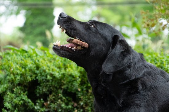 Bugbone - Hondensnack met insecteneiwit - Gezond, lekker en makkelijk verteerbaar - Reinigt het gebit - Laag in calorieën – Hypoallergeen – Graanvrij - Geschikt voor honden - Large - 6 x 45 gram