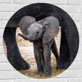WallClassics - Muursticker Cirkel - Baby Olifantje met Flaporen - 70x70 cm Foto op Muursticker
