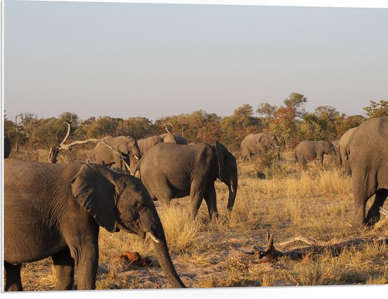 WallClassics - PVC Schuimplaat - Kudde Afrikaanse Olifanten - 80x60 cm Foto op PVC Schuimplaat (Met Ophangsysteem)