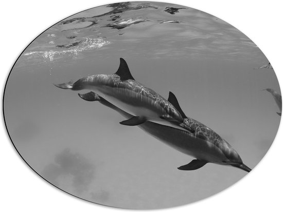 WallClassics - Dibond Ovaal - Dolfijnen onder Water Zwart / Wit - 68x51 cm Foto op Ovaal (Met Ophangsysteem)