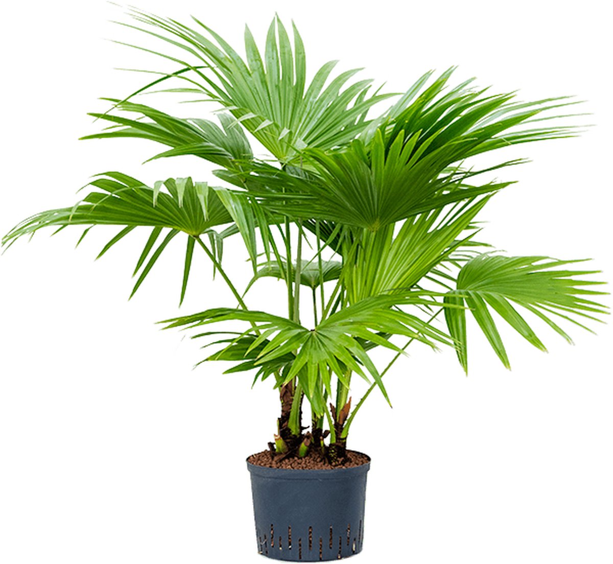 Hydroplant Livistona Chinensis