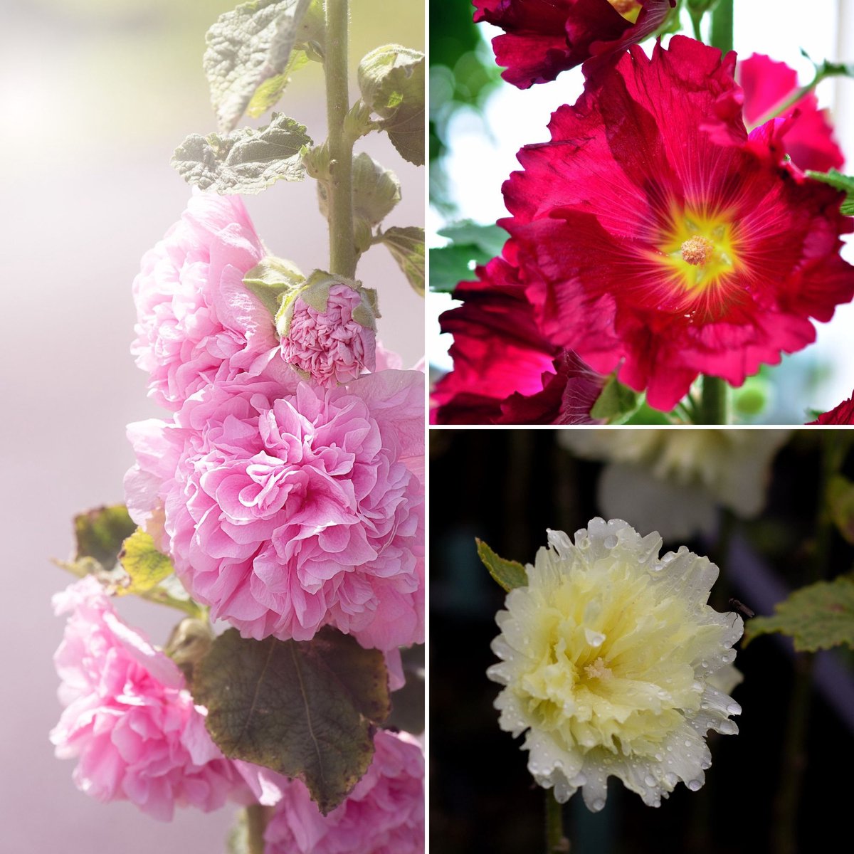 Gevulde stokroos (Alcea Rosea Flore Pleno) - 6x - Stokroos Mix - Alcea rosea - Vaste planten - Bijen-Vlinders - Snijbloemen - Zomerbollen