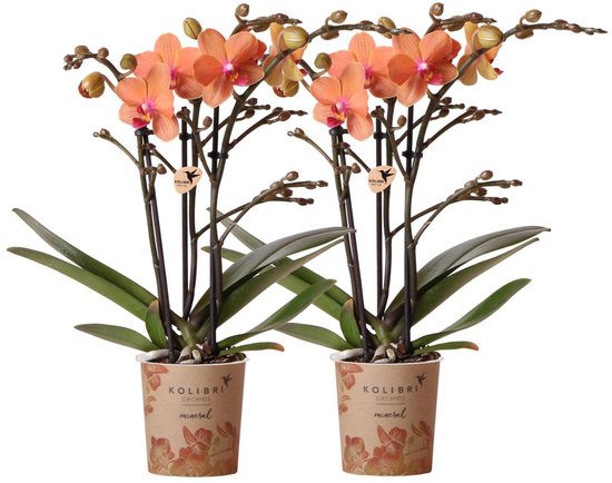 Kolibri Orchids | COMBI DEAL van 2 oranje Phalaenopsis orchideeën - Bolzano - potmaat Ø9cm bloeiende kamerplant - vers van de kweker