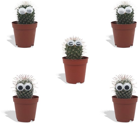 DutchLeafs Cactus met Ogen Mix - 5 Stuks - Kwekerspot 5,5 cm - Hoogte 8-15 cm - Mini Plantjes - Cactussen - Kamerplanten