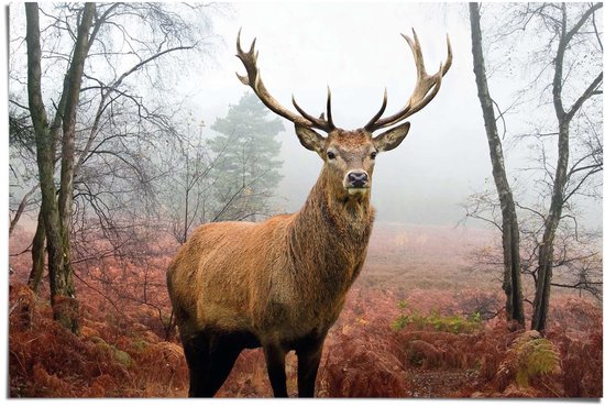 Poster Hert in het bos - 61x91,5cm - Papier - REINDERS
