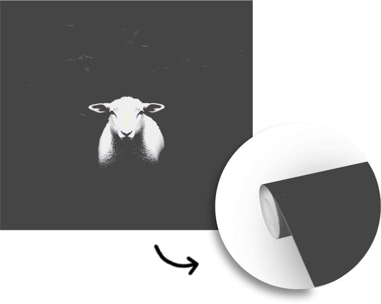 Behang - Fotobehang Schapen - Wit - Duisternis - Breedte 300 cm x hoogte 300 cm