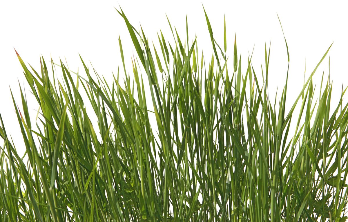 Fotobehang gras in groen wit