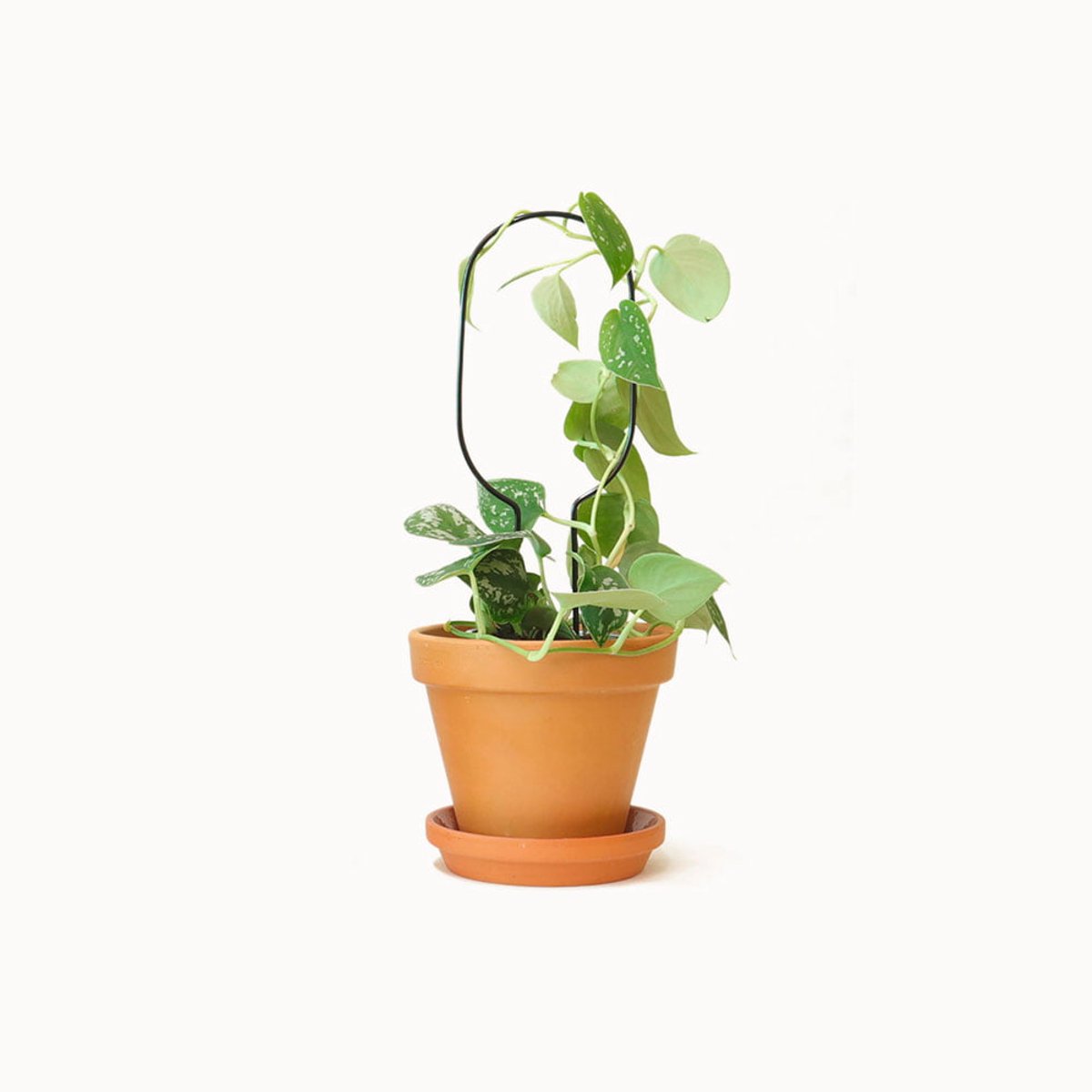 Kleine Plantensteun Hoop Zwart - Mini Plant Stake Hoop Black - 34 cm hoog Plantensteun - Gerecycled aluminium