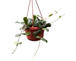 Hoya Rotundiflora Kamerplant Potmaat Ø14 cm |Vers Van De Kweker