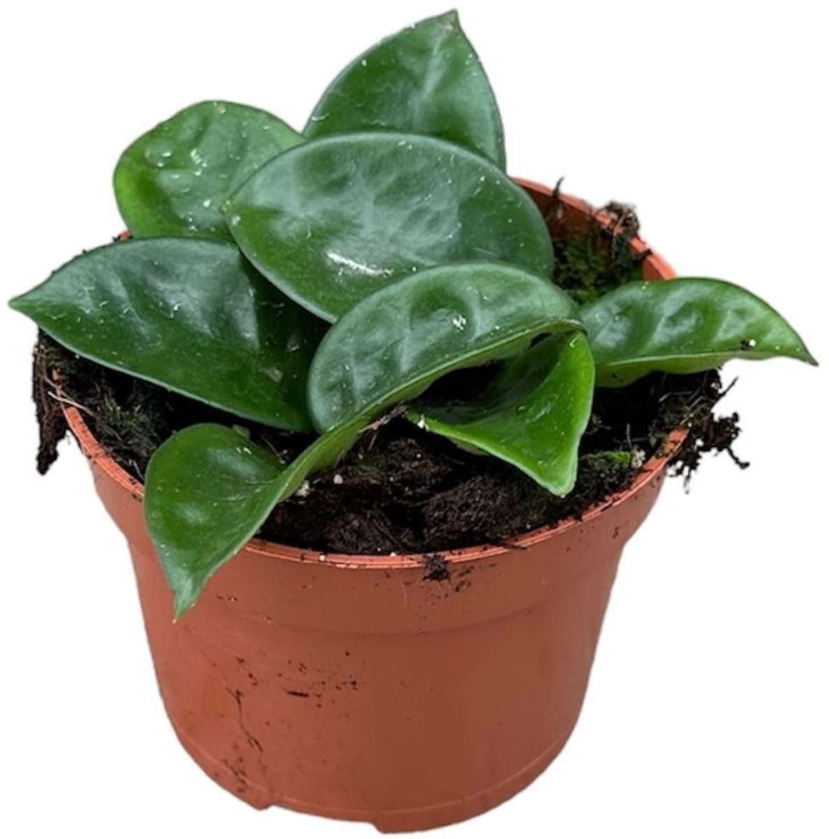 Hoya Krinkle 8 Kamerplant Potmaat Ø10,5 cm |Vers Van De Kweker