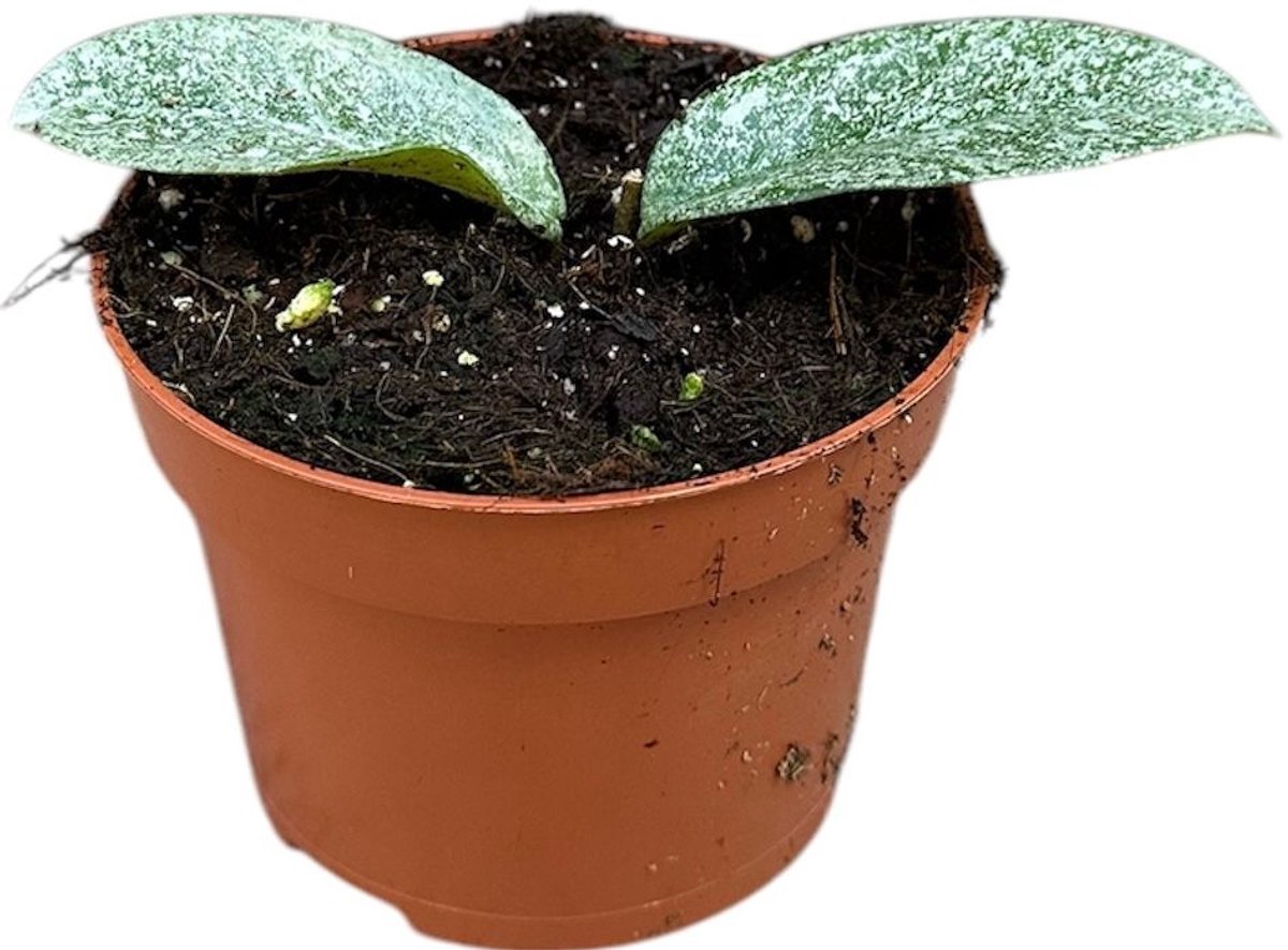 Hoya Grey Ghost Kamerplant Potmaat Ø10,5 cm |Vers Van De Kweker