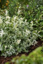 Plants Online - Tuinplanten - Heesters - Set van 1 - Euonymus fortunei 'Harlequin' C1 15-20 cm