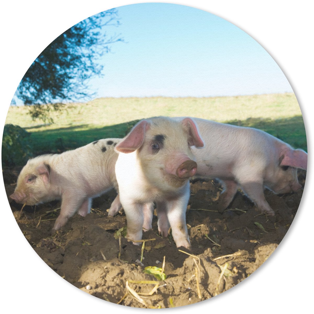 Muismat rond 30x30 cm - Mousepad Varkens - Dieren - Landschap - Ronde muismatten