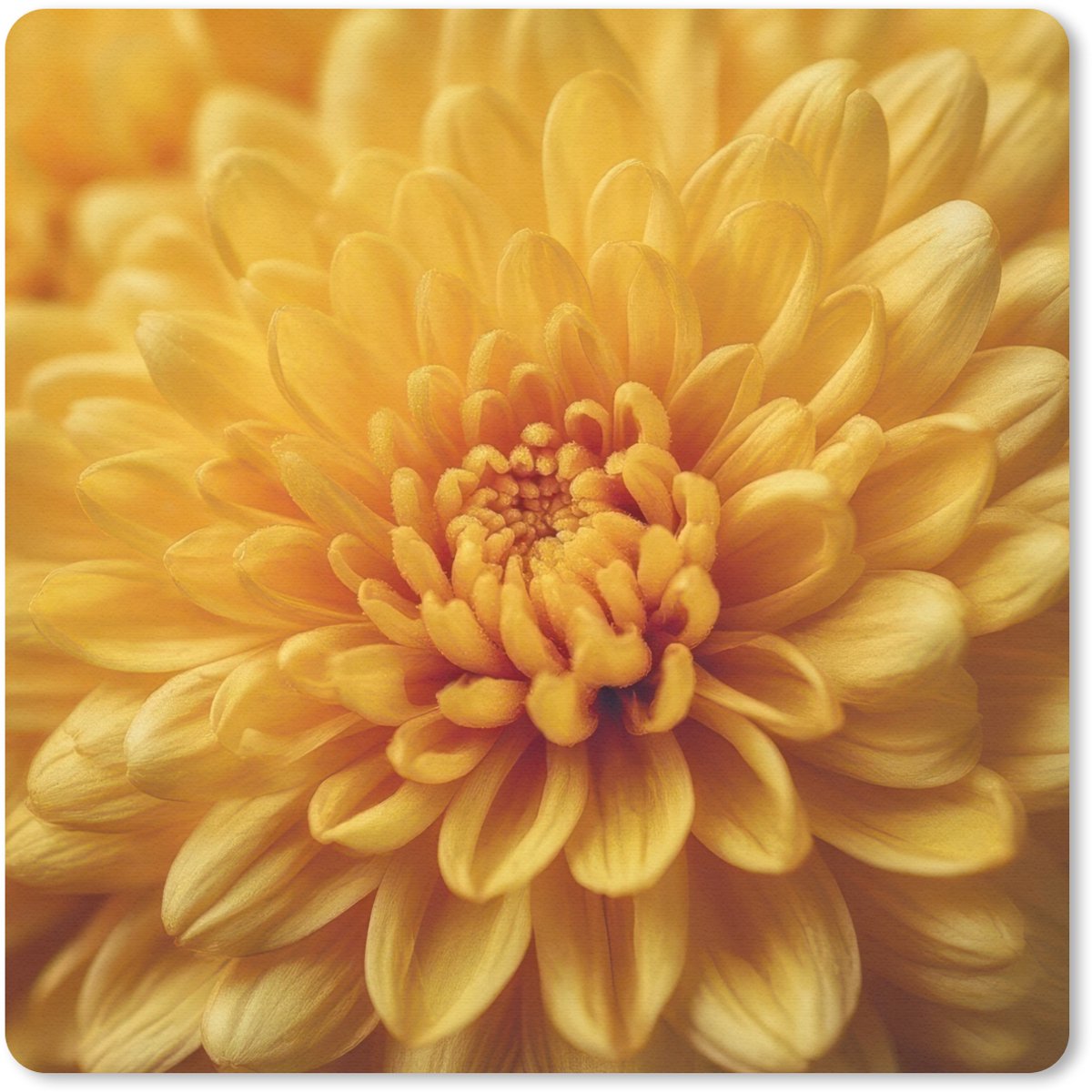 Muismat 30x30 cm - Mousepad Geel - Chrysant - Zachtheid - Muismatten