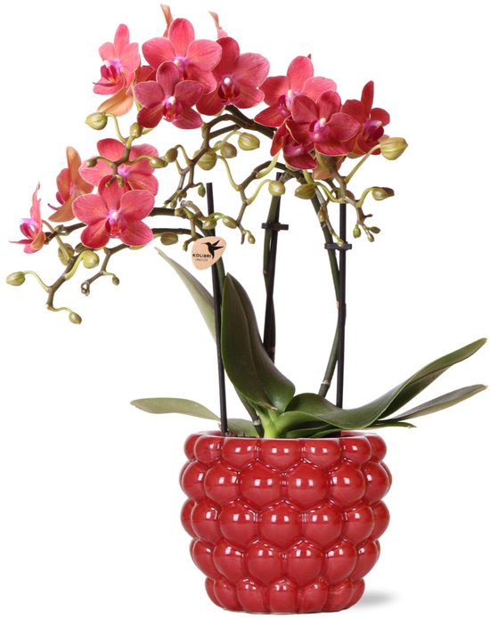 Orchidée Phalaenopsis rouge Congo en Berry pot décoratif hauteur 40 cm taille du pot 9cm