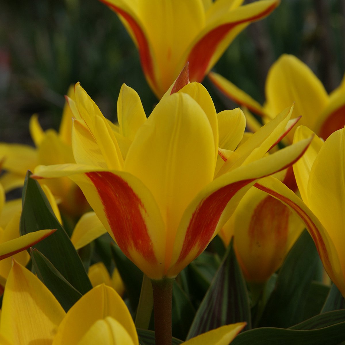 Tulp Giuseppe Verdi | 10 stuks | Kaufmanniana | Geel | Rood