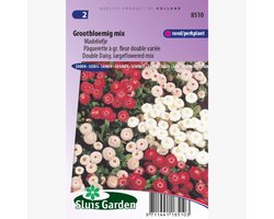 Reuzenmadeliefje (Bellis perennis monstrosa) - Madeliefje Grootbloemig Mix Bellis Perennis - bloeit in Maart / April / Mei