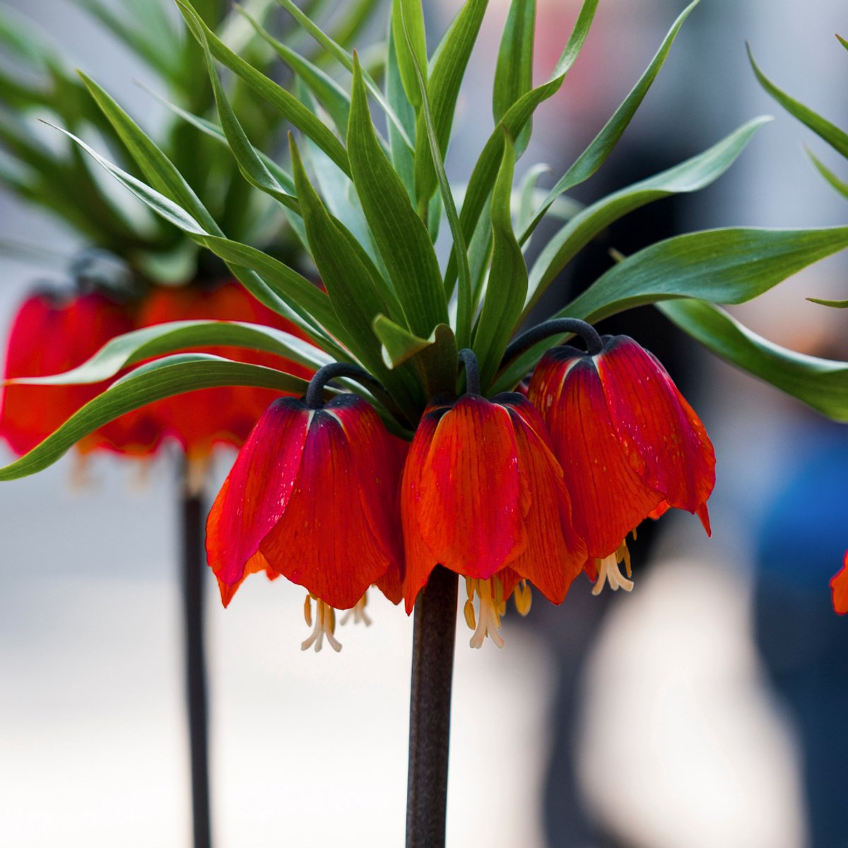 Kieuwtulp (Fritillaria) - imperialis Rubra Maxima - Keizerskroon - Snijbloemen - Geurend - Voorjaarsbollen - bloeit in April / Mei